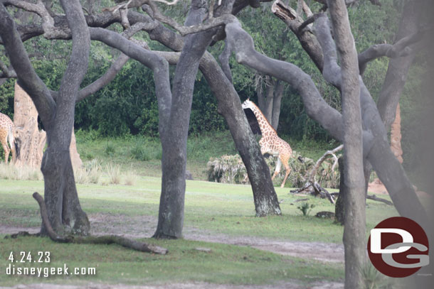 This giraffe was running to catch up to the others