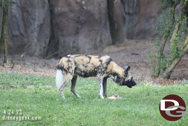 The dogs were eating breakfast