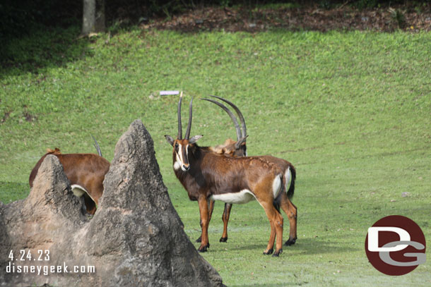 Sable Antelope