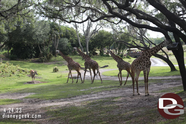 A good number of giraffe out this morning