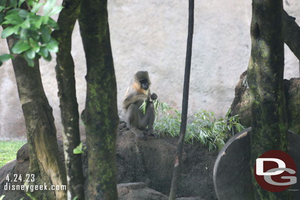 Mandrill