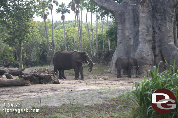 Elephants