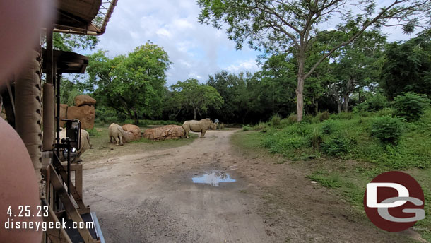 A rhino was in the road so we received an extended safari.