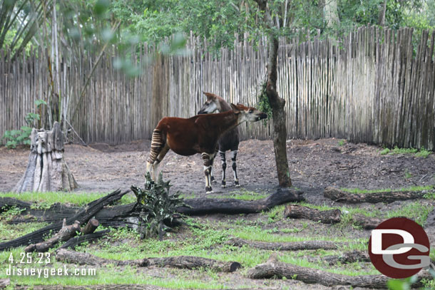 A pair of Okapis