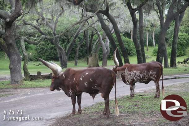 A couple of Cattle waiting to cross the road