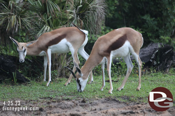 Springbok