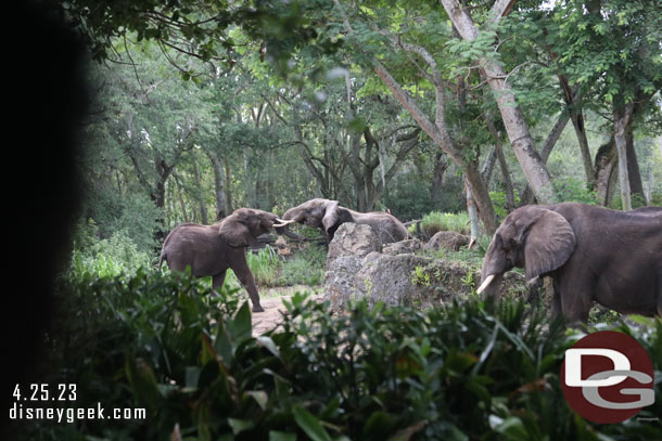 Elephants playing