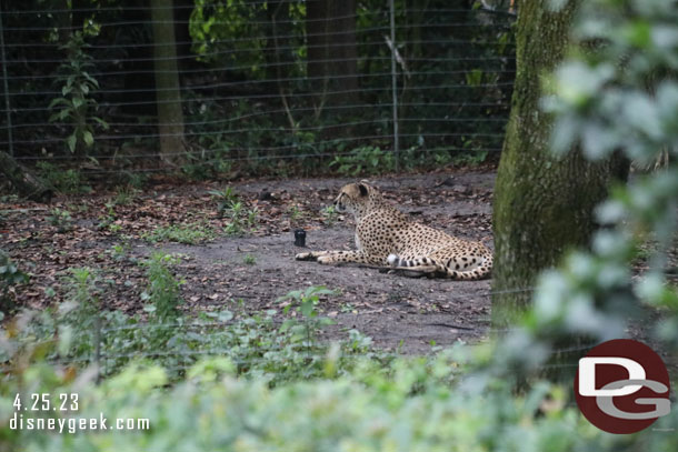 A cheetah