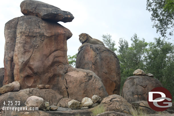 A lion surveying the area