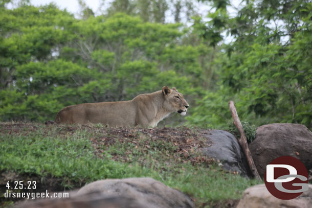 The two female lions were moving about