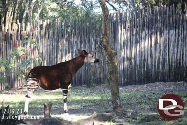 An okapi 