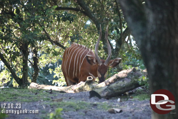 A Bongo