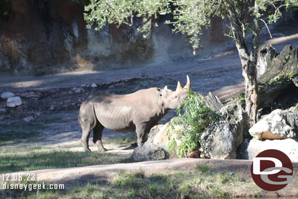 Black Rhino