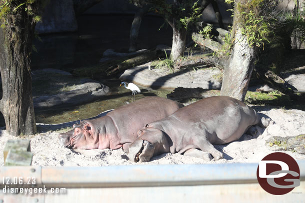 A couple Nile Hippos sunning themselves 