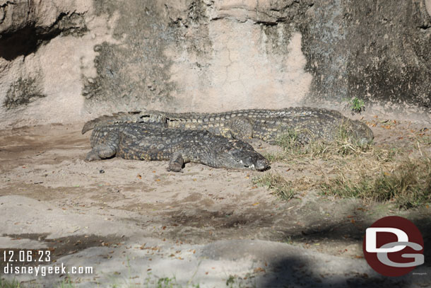 Nile Crocodiles 