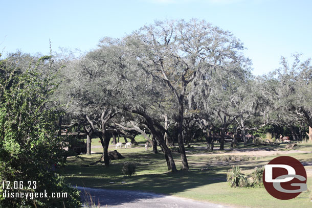 Entering the savanna