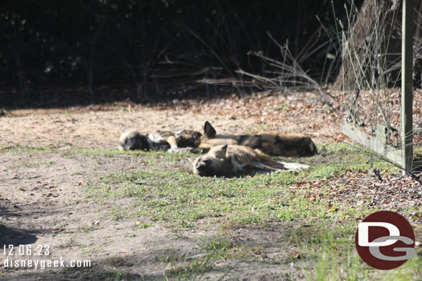 African Painted Dogs