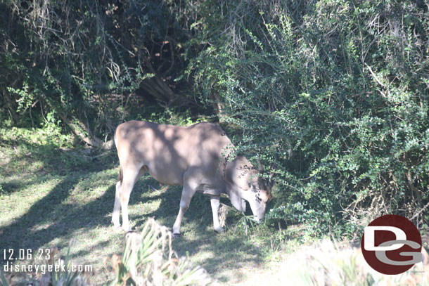 patterson's eland