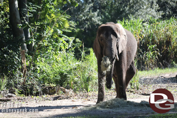 Male elephant