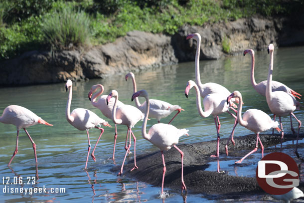 Greater Flamingos