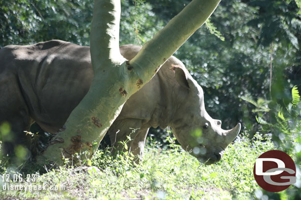 White Rhino