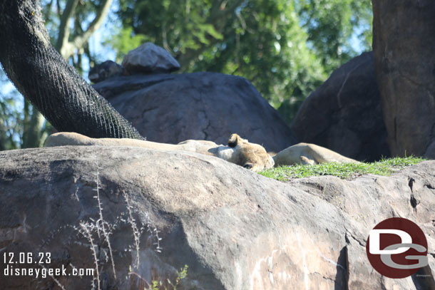 Lions laying around