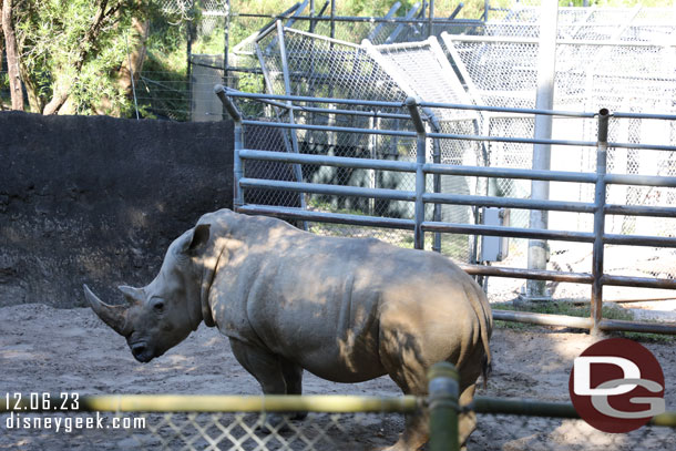 A white rhino backstage as we cruised by