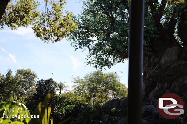 The parrots for Winged Encounters enroute to the front of the park.