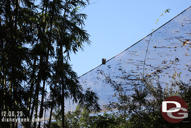 A squirrel was running around the top of the aviary netting