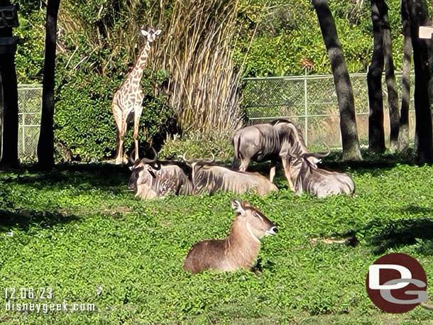 Water buck, Wildebeest and giraffe