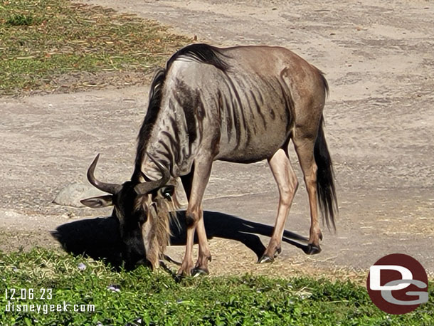 Wildebeest