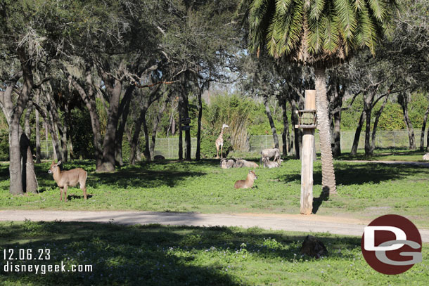 An assortment of animals on the far side of the savanna