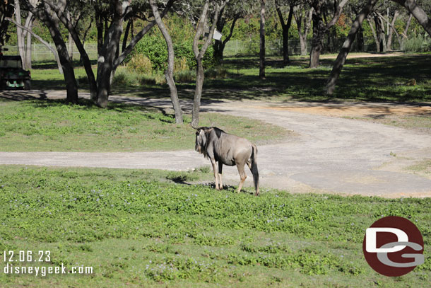 Wildebeest