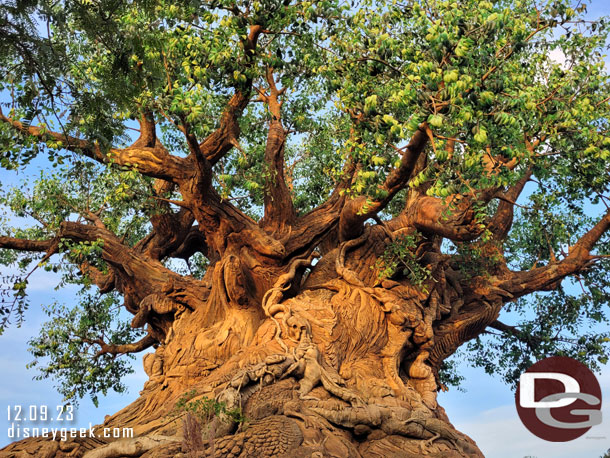 The Tree of Life as the sun set