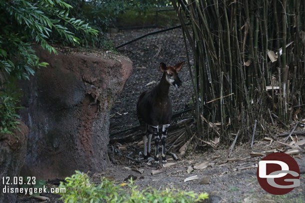 An okapi