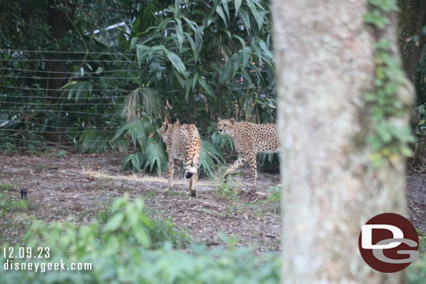 Cheetah