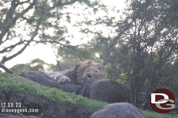 Male Lion