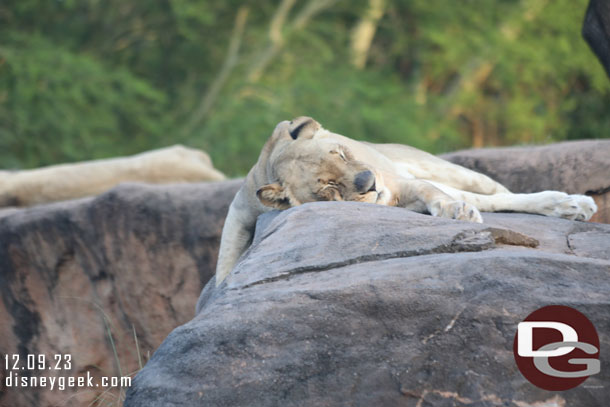 Lioness