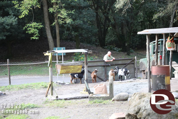 Dwarf Goats waiting to go in for the evening