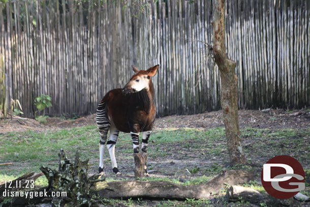 An Okapi