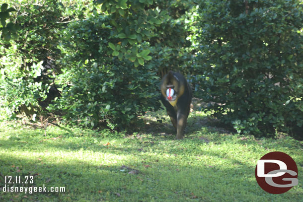 Mandrill