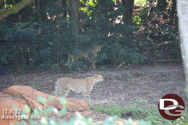 Several cheetah were up and moving around today