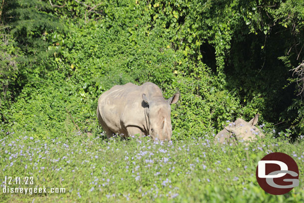 Rhino in the bush