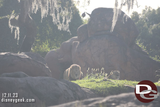 The lions were moving around a bit