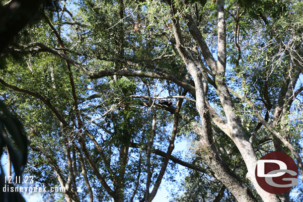 The youngest gorilla was way up in the tree