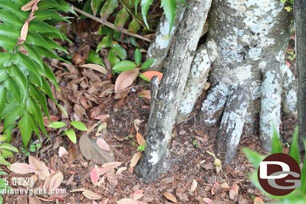 A lizard back on earth near the stroller