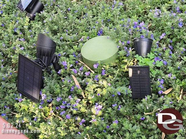 Solar lights on the topiaries