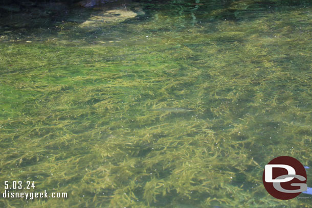 The water was fairly clear so you could see the fish.