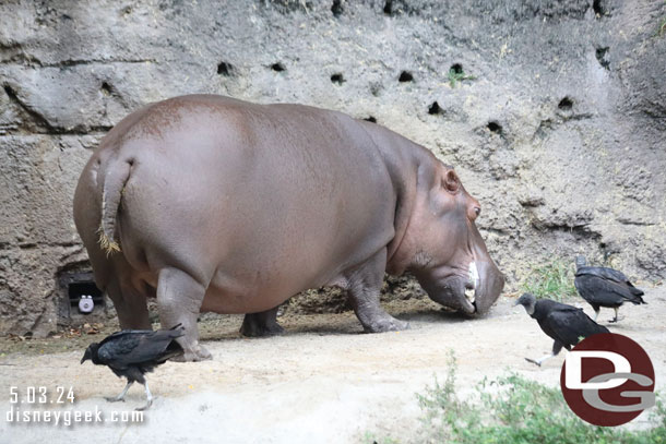 A hippo on the move