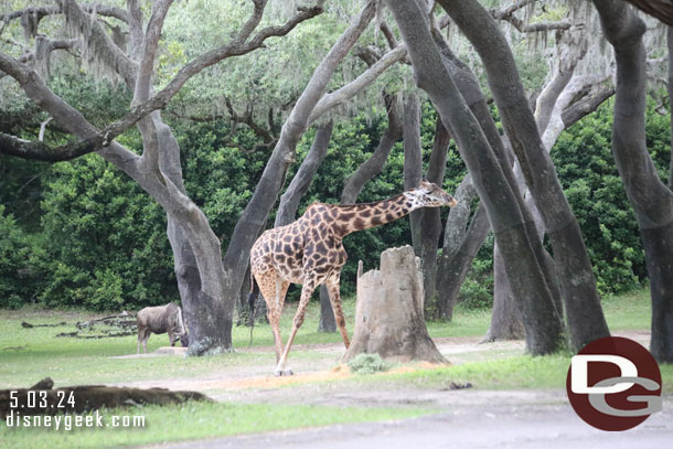 A Giraffe on the savanna